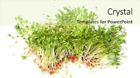  Presentation with healthy - Theme with tiny germs - green garden cress sprouts background and a  colored foreground