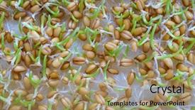  Presentation with close up fennel seed - Slide set with tiny germs - sprouting wheat seed close up background and a coral colored foreground