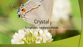  Presentation with clover - Slide deck enhanced with tiny gray hairstreak butterfly feeding on a white clover flower background and a soft green colored foreground