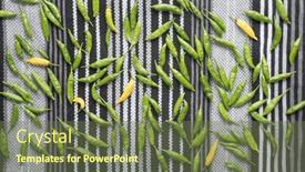  Presentation with black yellow - Slides consisting of tiny-green-and-yellow-peppers and a tawny brown colored foreground