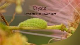  Presentation with fuzzy - PPT theme consisting of tiny-green-gray-hairstreak-butterfly background and a coral colored foreground