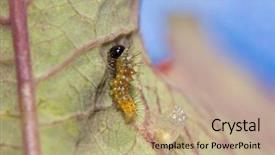  Presentation with passionflower - Presentation design featuring tiny gulf fritillary butterfly caterpillar background and a coral colored foreground