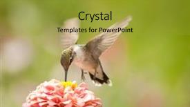  Presentation with light pink - Cool new presentation theme with tiny hummingbird feeding backdrop and a gold colored foreground