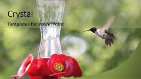  Presentation with sugar - Amazing PPT layouts having antiquarian books on wooden table with warm light backdrop and a coral colored foreground