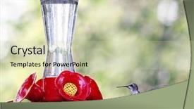  Presentation with sugar - Presentation with tiny hummingbird getting a drink background and a soft green colored foreground