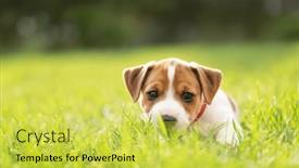  Presentation with puppy - Presentation design with tiny-jack-russel-terrier-puppy and a yellow colored foreground