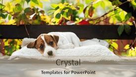  Presentation with autumn leaves - Slide set with tiny-jack-russell-terrier-pup background and a mint green colored foreground