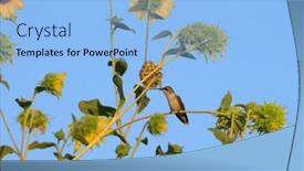  Presentation with sky blue - Presentation theme having tiny-juvenile-male-ruby-throated and a  colored foreground