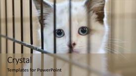  Presentation with animal shelter - Theme enhanced with tiny kitten in an animal background and a coral colored foreground