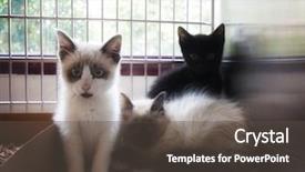  Presentation with animal shelter - Slide set enhanced with tiny kittens in an animal background and a dark gray colored foreground