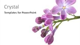  Presentation with white easter lily flowers - Beautiful slide set featuring tiny-lilac-flowers-isolated backdrop and a white colored foreground