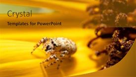  Presentation with summer sun - Colorful PPT theme enhanced with tiny-little-peppered-jumper backdrop and a gold colored foreground