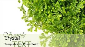  Presentation with moss - Presentation theme consisting of tiny moss plant selaginella uncinata background and a soft green colored foreground