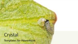  Presentation with caterpillar - Colorful PPT theme enhanced with tiny newly hatched monarch caterpillar backdrop and a yellow colored foreground