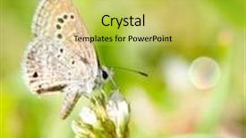  Presentation with butterfly - Audience pleasing theme consisting of tiny-reakirt-s-blue-butterfly backdrop and a yellow colored foreground