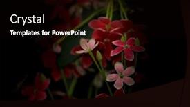  Presentation with pink black - PPT theme having tiny-red-and-pink-flowers background and a black colored foreground