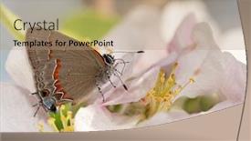  Presentation with green red bank - Cool new slide set with tiny-red-banded-hairstreak-butterfly backdrop and a coral colored foreground