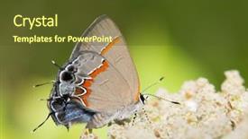  Presentation with butterfly - Presentation theme having tiny red-banded hairstreak butterfly background and a tawny brown colored foreground