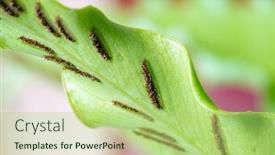  Presentation with spores - Beautiful slide deck featuring tiny-ripe-spores-of-bird backdrop and a mint green colored foreground