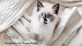  Presentation with snow cat - PPT layouts with tiny-snow-shu-kitten-sits background and a light gray colored foreground