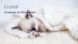  Presentation with snow cat - PPT theme featuring tiny-snow-shu-kitten-sleeping background and a sky blue colored foreground