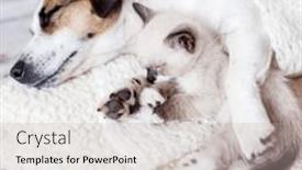  Presentation with snow cat - Slide set enhanced with tiny-snow-shu-kitten background and a light gray colored foreground