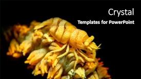  Presentation with yellow color - Amazing presentation design having tiny-tropical-yellow-zeno-crab backdrop and a black colored foreground