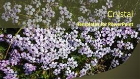  Presentation with scandinavia - Theme having tiny-tundra-flowers-moss-campion background and a tawny brown colored foreground