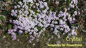  Presentation with swedish - Presentation consisting of tiny-tundra-flowers-moss-campion background and a tawny brown colored foreground