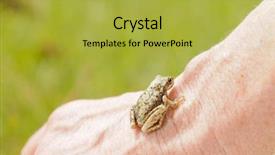  Presentation with cost - Cool new slides with tiny west cost american tailed backdrop and a  colored foreground