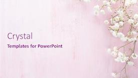  Presentation with light pink - Presentation enhanced with tiny-white-flowers-gypsophila background and a sky blue colored foreground