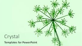  Presentation with flower - Cool new presentation design with tiny-withered-goutweed-flower backdrop and a soft green colored foreground