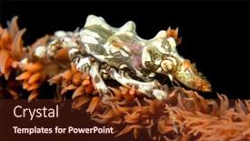  Presentation with crab - Audience pleasing PPT layouts consisting of tiny-xeno-wire-coral-crab backdrop and a tawny brown colored foreground