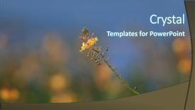  Presentation with sky blue and golden yellow - Presentation theme consisting of tiny yellow flowers against blue background and a ocean colored foreground