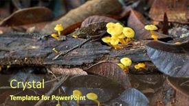  Presentation with woods - Beautiful theme featuring tiny-yellow-mushrooms-growing backdrop and a tawny brown colored foreground