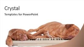  Presentation with paw - Colorful presentation theme enhanced with tired after a 4 paw backdrop and a  colored foreground