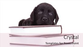  Presentation with cute black board - PPT theme with tired and cute black labrador background and a lemonade colored foreground