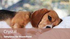  Presentation with beagle dog - Presentation theme having tired beagle dog on pillow closeup background and a coral colored foreground