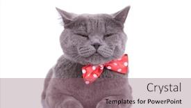  Presentation with british - Cool new theme with tired-british-shorthair-cat-wearing backdrop and a violet colored foreground
