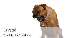  Presentation with tired - Slides featuring tired-brown-bullmastiff-dog background and a white colored foreground