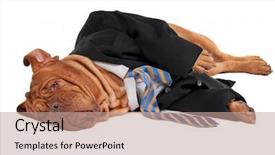  Presentation with rest - Slides featuring tired dog businessman is having background and a coral colored foreground