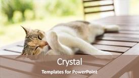  Presentation with sleep - Slide deck enhanced with tired little cat itchy background and a  colored foreground