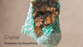  Presentation with tired - Presentation theme enhanced with tired-little-yorkie-pup-being background and a coral colored foreground