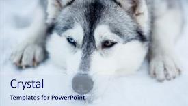  Presentation with dog sled - PPT theme enhanced with tired siberian husky sled dog background and a sky blue colored foreground