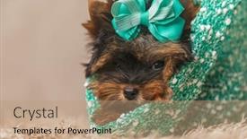  Presentation with tired - Presentation theme enhanced with tired-small-yorkshire-terrier-dog background and a coral colored foreground