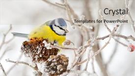  Presentation with winter blue - Colorful presentation theme enhanced with tit on branch in winter backdrop and a light gray colored foreground
