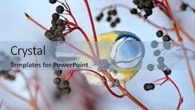  Presentation with winter blue - Beautiful presentation theme featuring tit on branch in winter backdrop and a light blue colored foreground