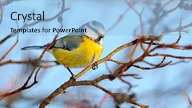  Presentation with winter blue - Theme consisting of tit on branch in winter background and a light blue colored foreground