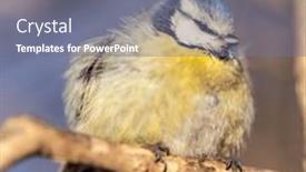  Presentation with forest winter - Presentation design with tit-on-tree-branch background and a gray colored foreground