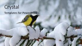  Presentation with winter road and branch - Amazing PPT layouts having tita - tit sitting on spruce branches backdrop and a  colored foreground